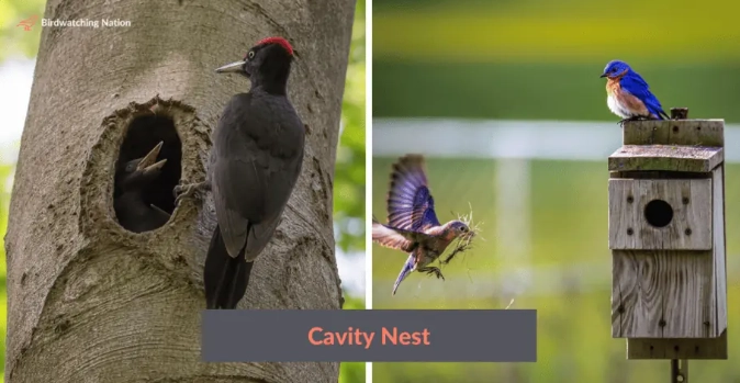 bird nest identification bird nest identification