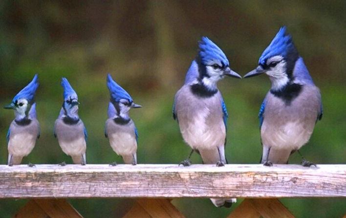 blue jay family