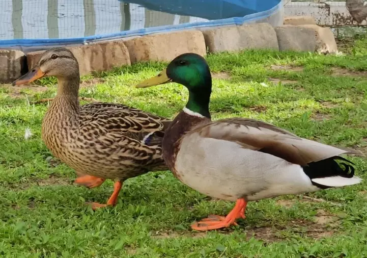 mallard vs duck