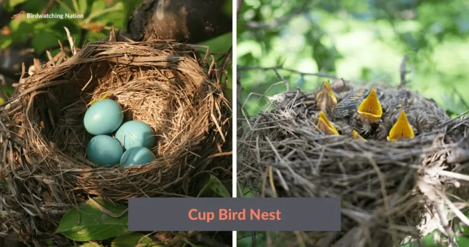 bird nest identification bird nest identification