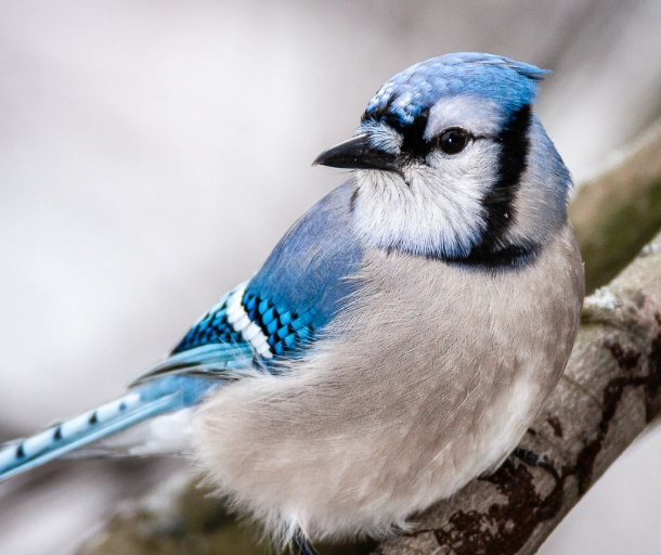 blue jay behavior