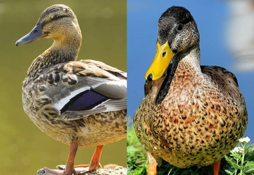 mallard duck identification