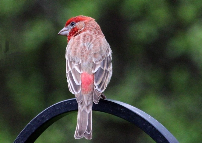house finch meaning