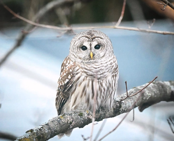 is it illegal to have a barred owl feather is it illegal to have a barred owl feather