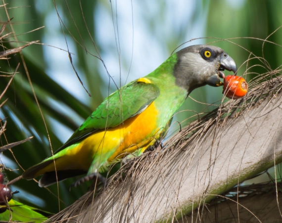bird foraging behavior
