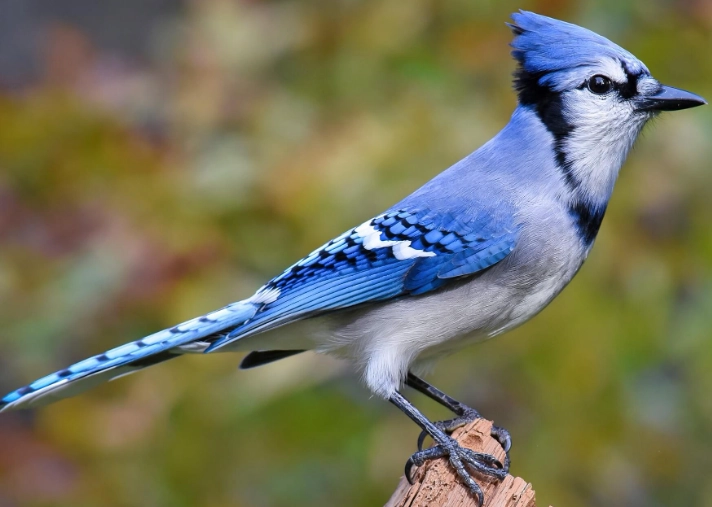 blue jay color meaning