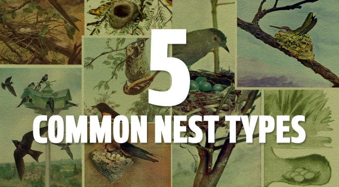 types of bird nests types of bird nests