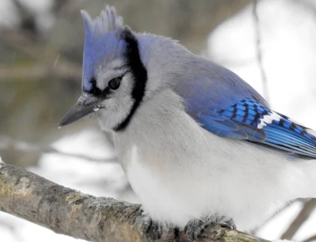 blue jay behavior