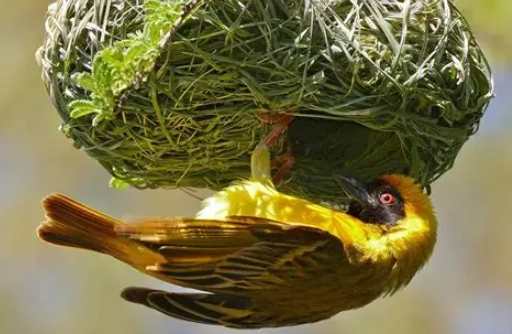 how to identify birds by nest how to identify birds by nest