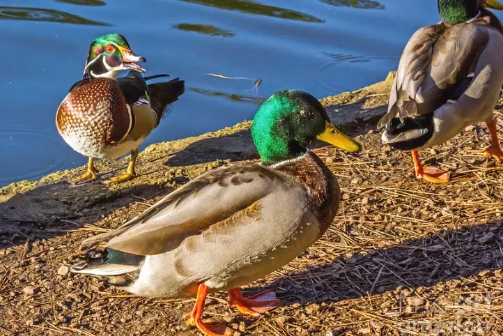 mallard duck identification