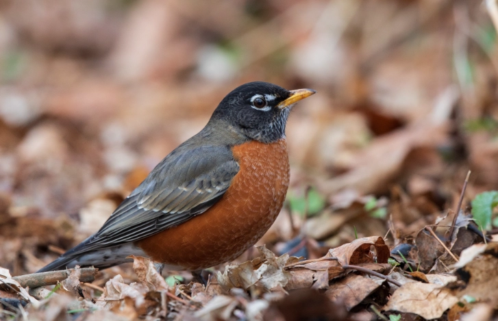 Are American Robins endangered