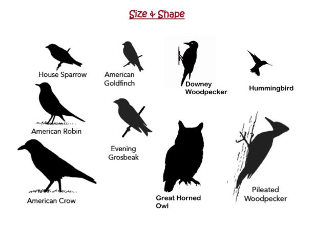 bird silhouette identification