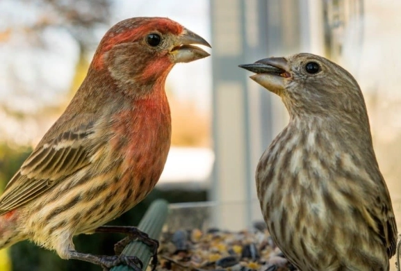 House Finch Purple Finch comparison House Finch Purple Finch comparison