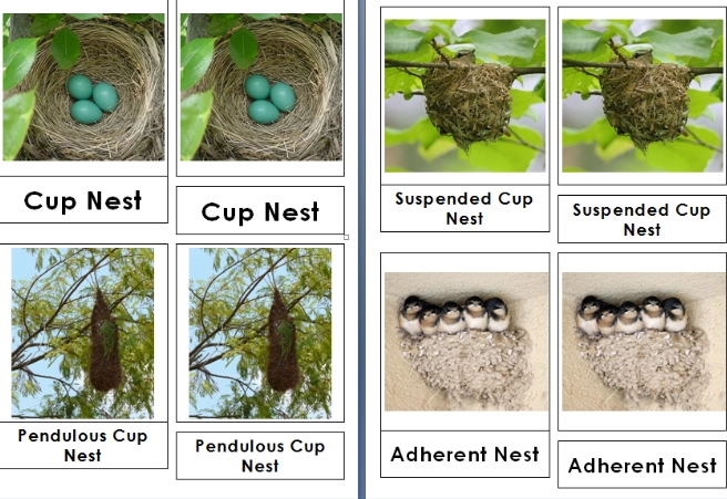 bird nest identification bird nest identification