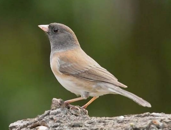 mountain bird identification