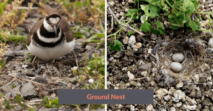 how to identify birds by nest how to identify birds by nest