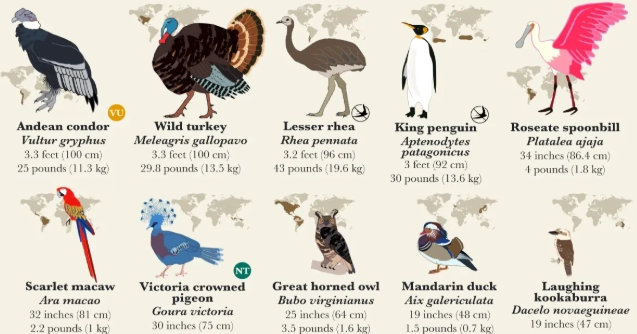 bird silhouette identification