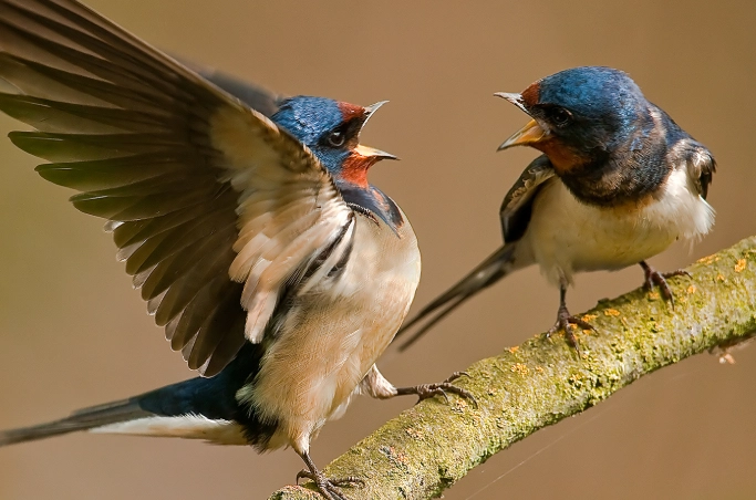 bird foraging behavior