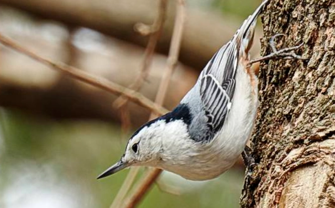 bird identification guide