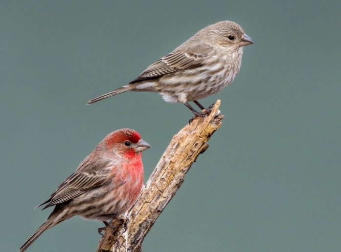 house finch symbolism