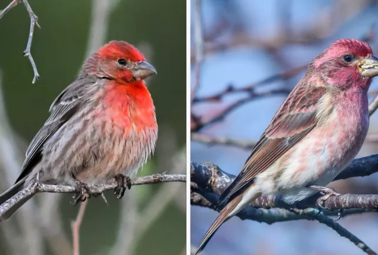 Purple Finch vs House Finch difference Purple Finch vs House Finch difference