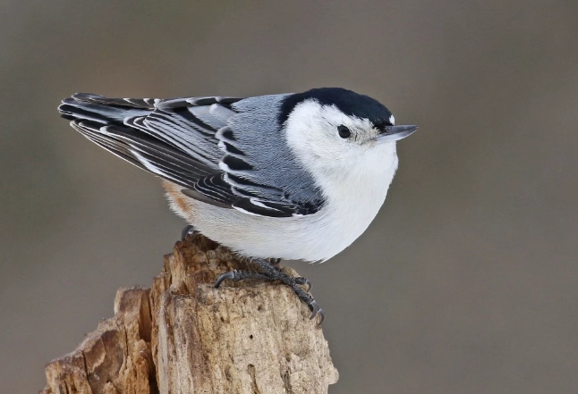 bird identification guide