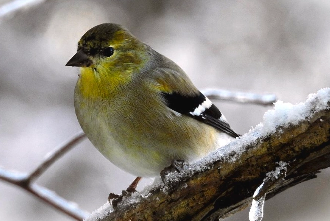 winter birding guide winter birding guide