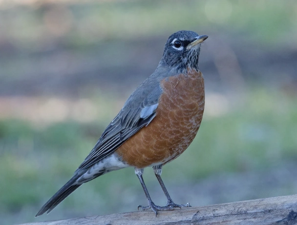 American Robin rarity