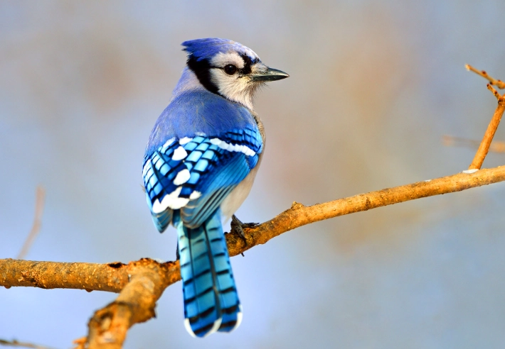 why are blue jays blue