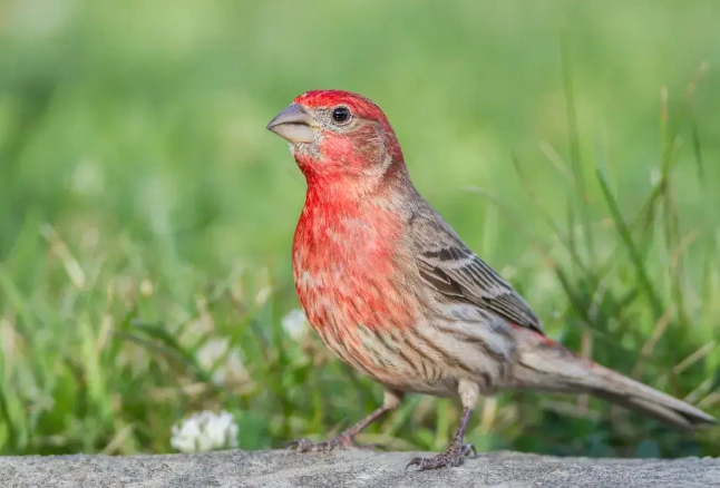 house finch meaning