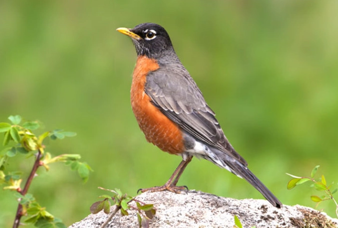 American Robin common bird