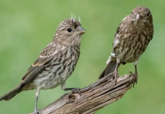 female finch identification female finch identification