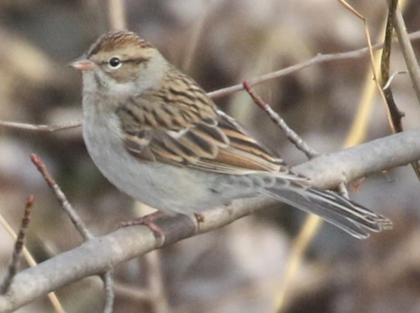 identify birds in winter identify birds in winter