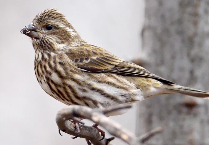 female house finch female house finch