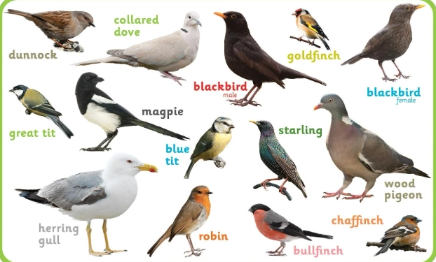 bird silhouette identification