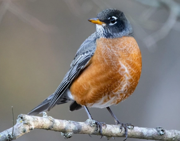 American Robin sightings