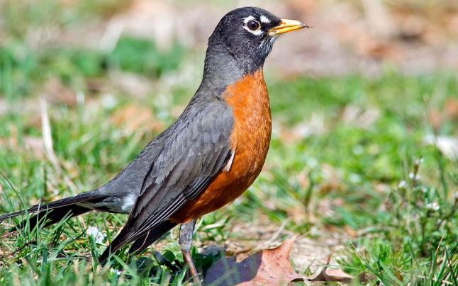 American Robin sightings
