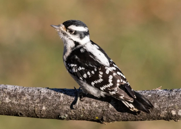 downy woodpecker male vs female downy woodpecker male vs female