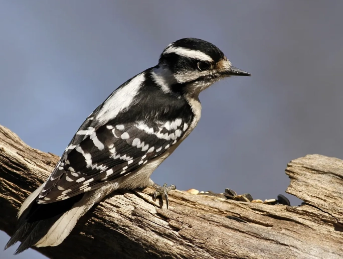 female downy woodpecker identification female downy woodpecker identification