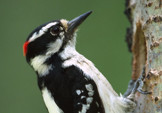 Hairy Woodpecker call