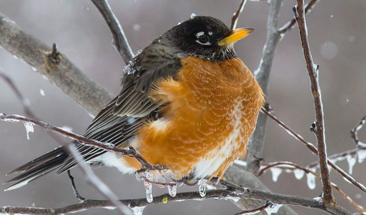 American Robin sightings