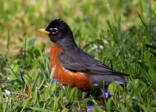 American Robin symbolism