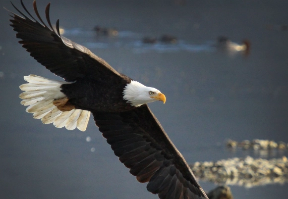 bald eagle interesting facts bald eagle interesting facts