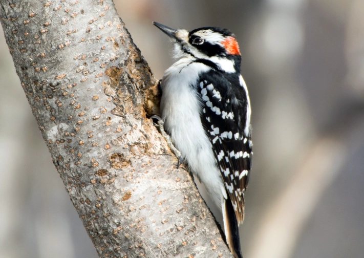 Hairy Woodpecker identification