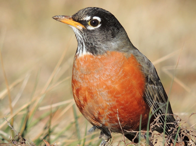 American Robin spiritual meaning