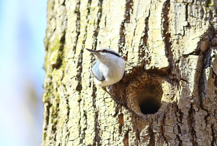 Where do White-breasted Nuthatches nest