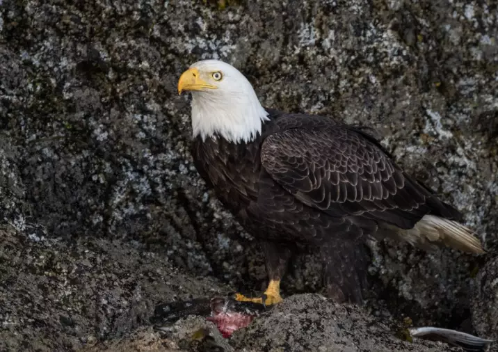 bald eagle facts bald eagle facts