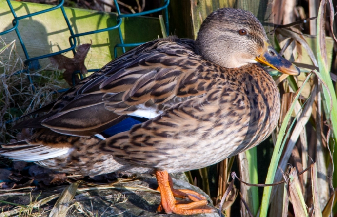 mallard duck behavior