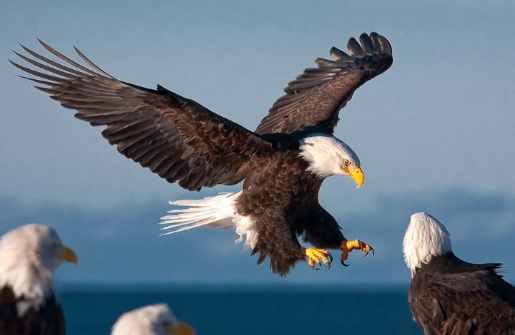 bald eagle facts bald eagle facts