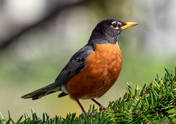 American Robin spiritual meaning